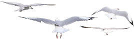 seagul